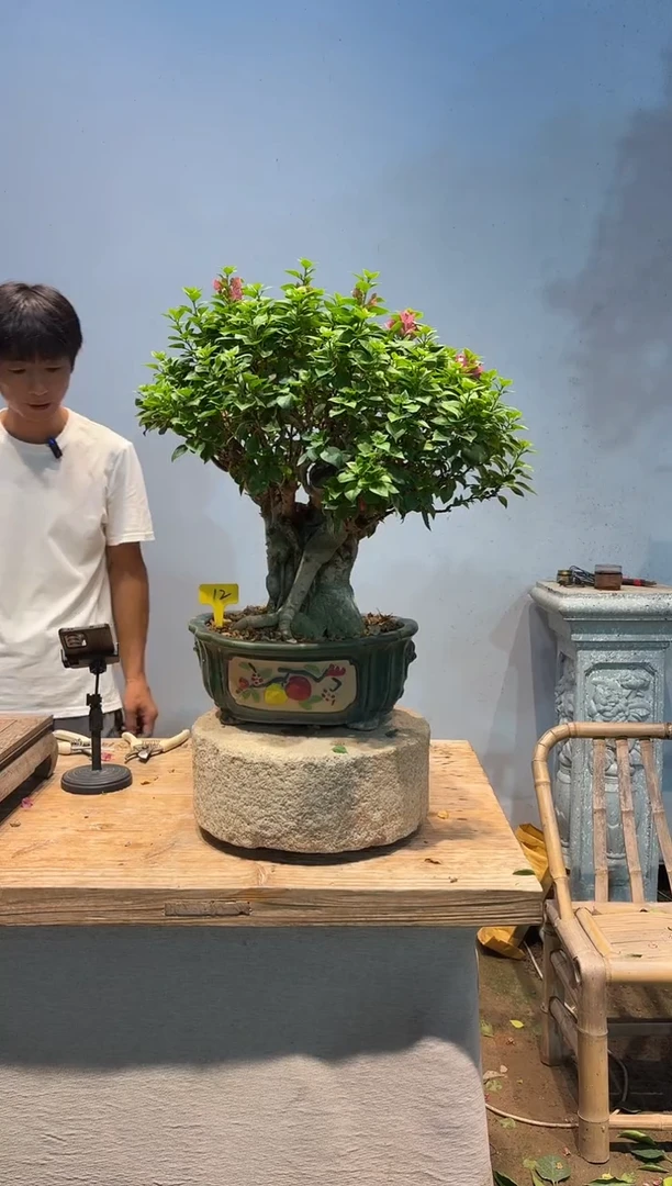 全部花朵星*三角梅12