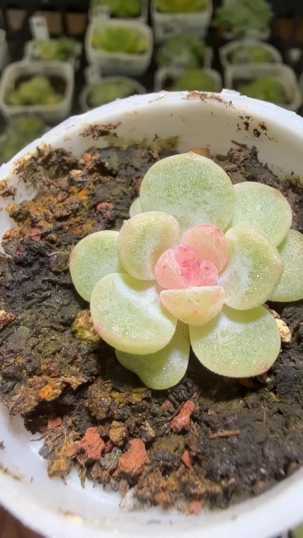 1400  2909多肉植物