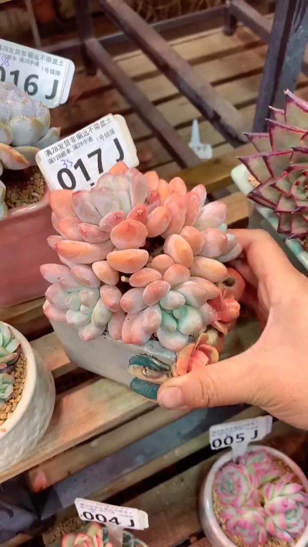 017J（一物一拍，精品多肉，所见即所得 ）