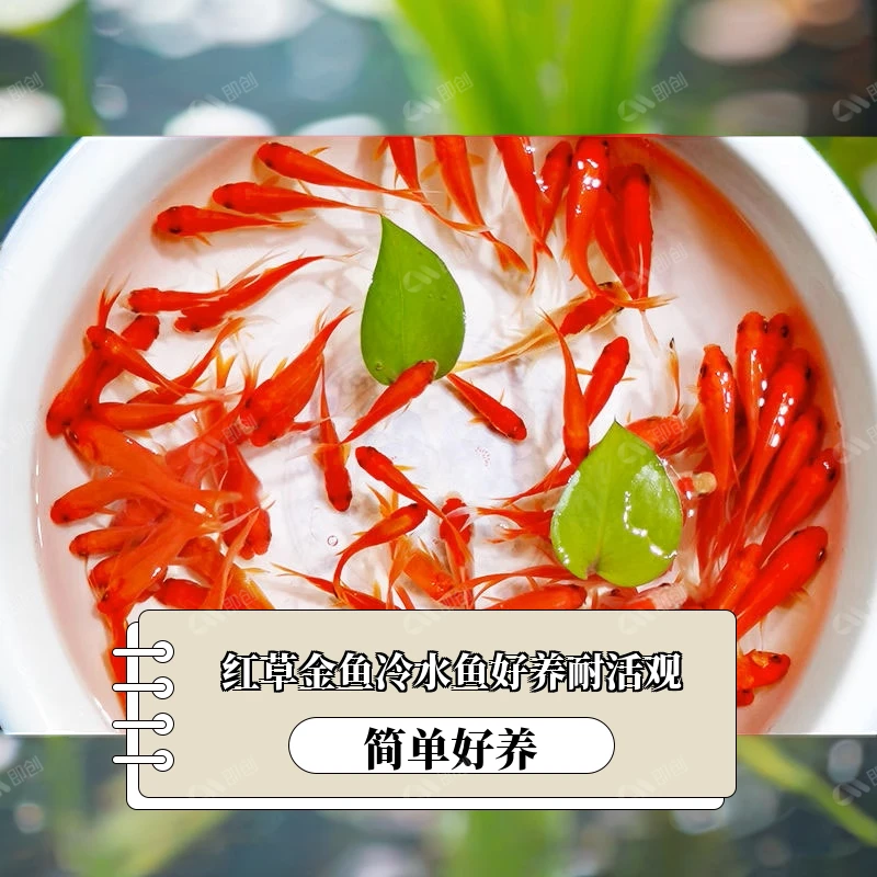 草金鱼苗草好金水耐活金鱼观赏鱼缸好看草招财水红鲫鱼水鱼鱼苗