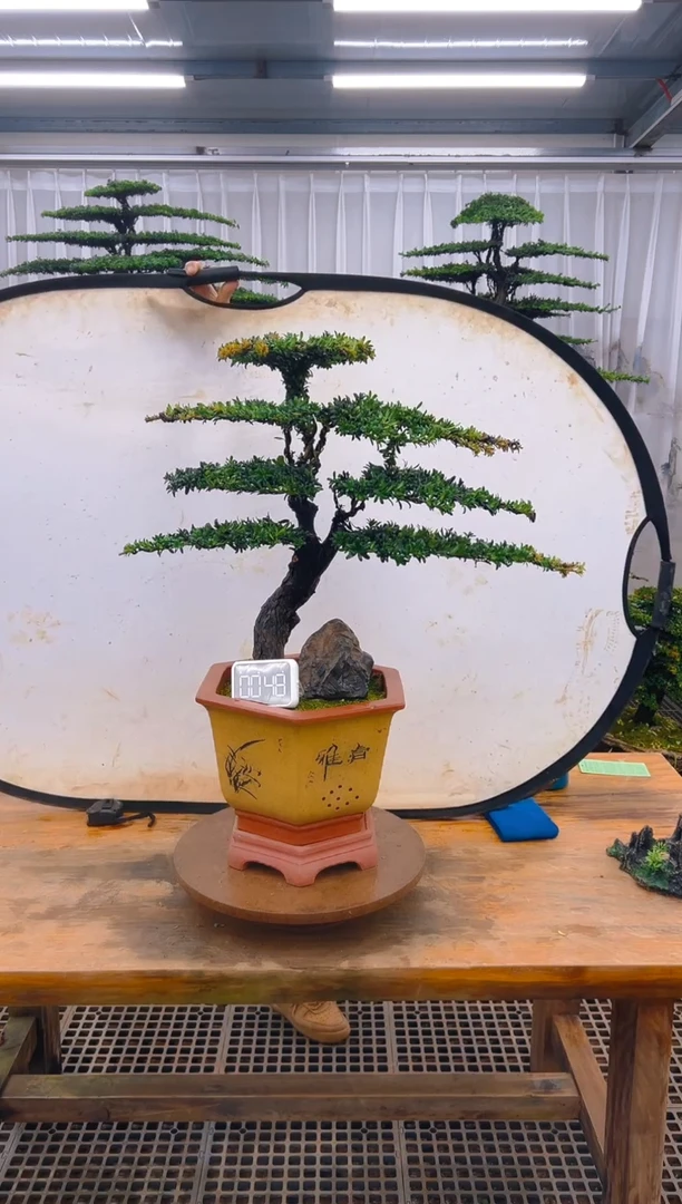 无花朵精品盆景直播间一物一拍