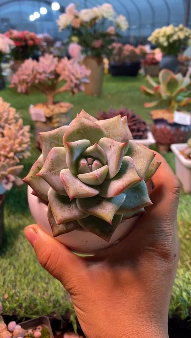 0215aa（满28包邮发货）