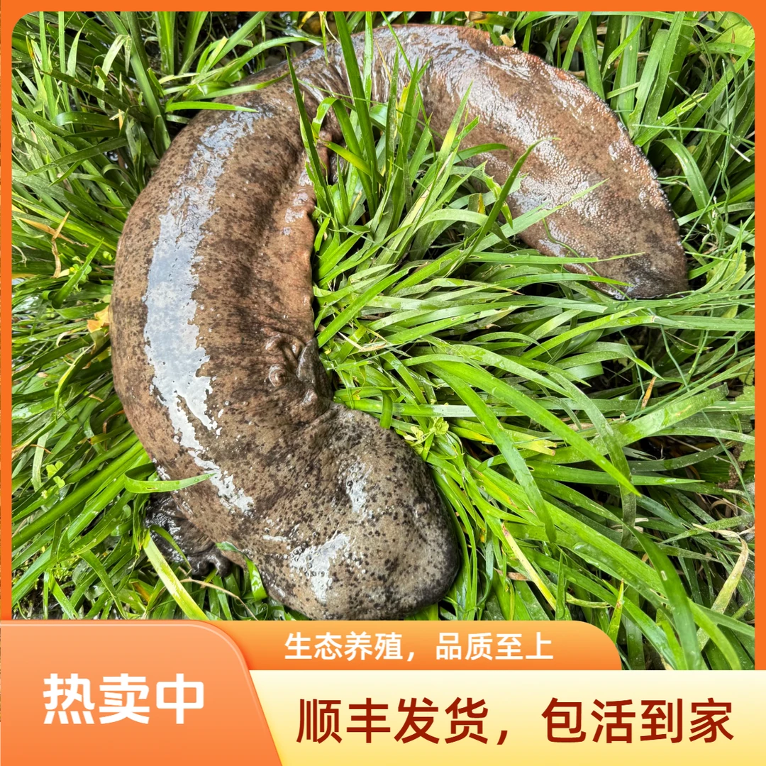 "娃娃鱼“东北直播现场称重人工养殖子二代海鲜包活到家