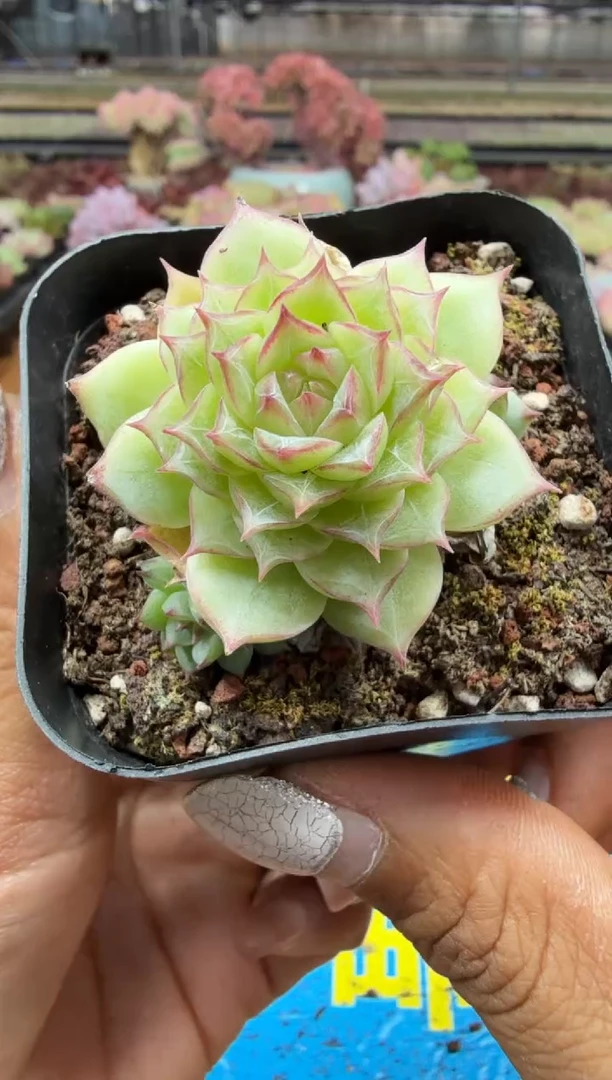 东云多肉园二店-244