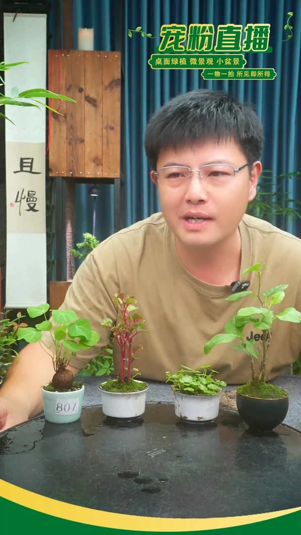 无花朵豆*苔藓微景观807号