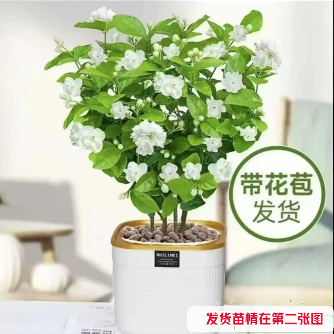 【带盆带花苞10-12颗苗】重瓣茉莉花盆栽浓香型可驱蚊室内阳台种植z