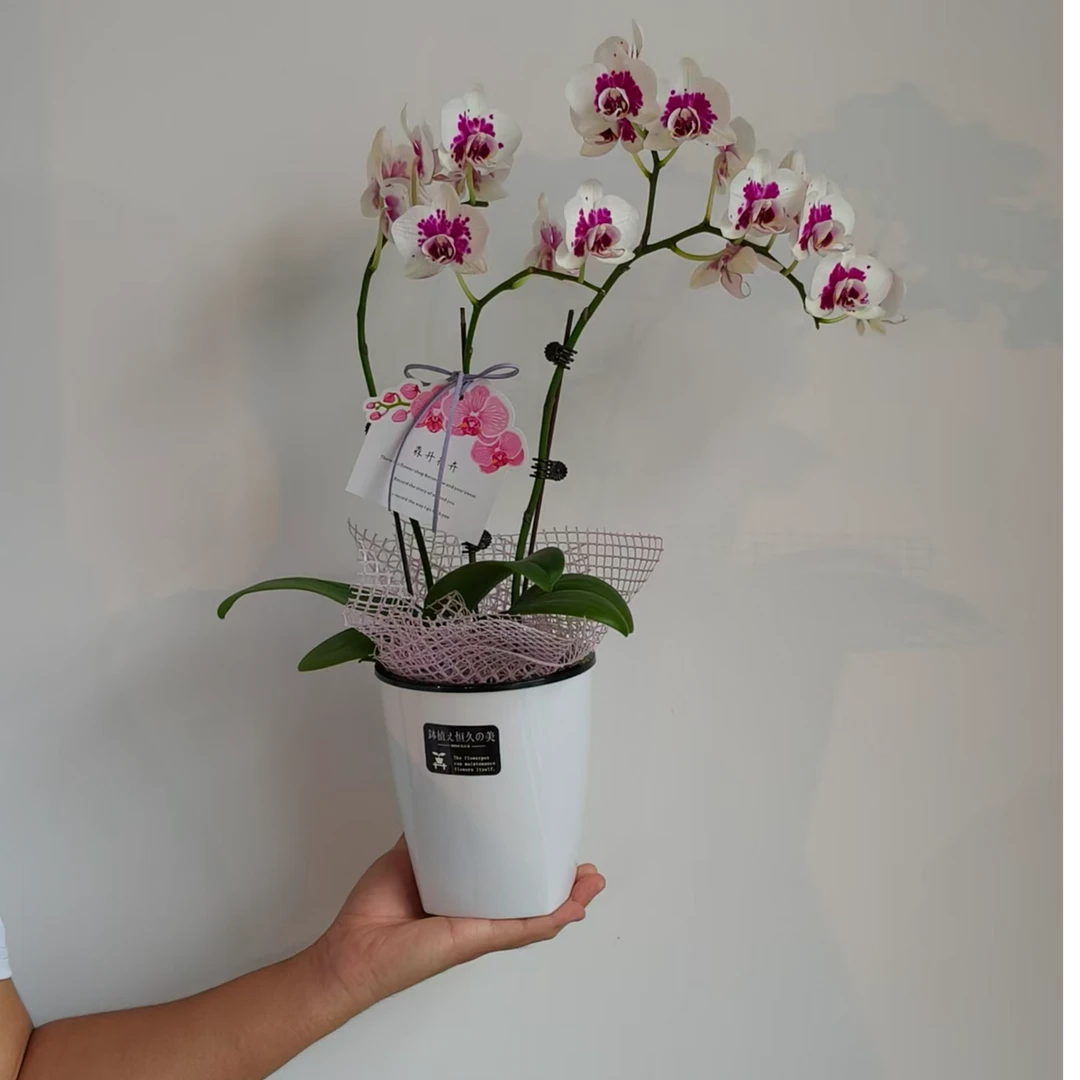 蝴蝶兰（白金连）小盆装室内花卉