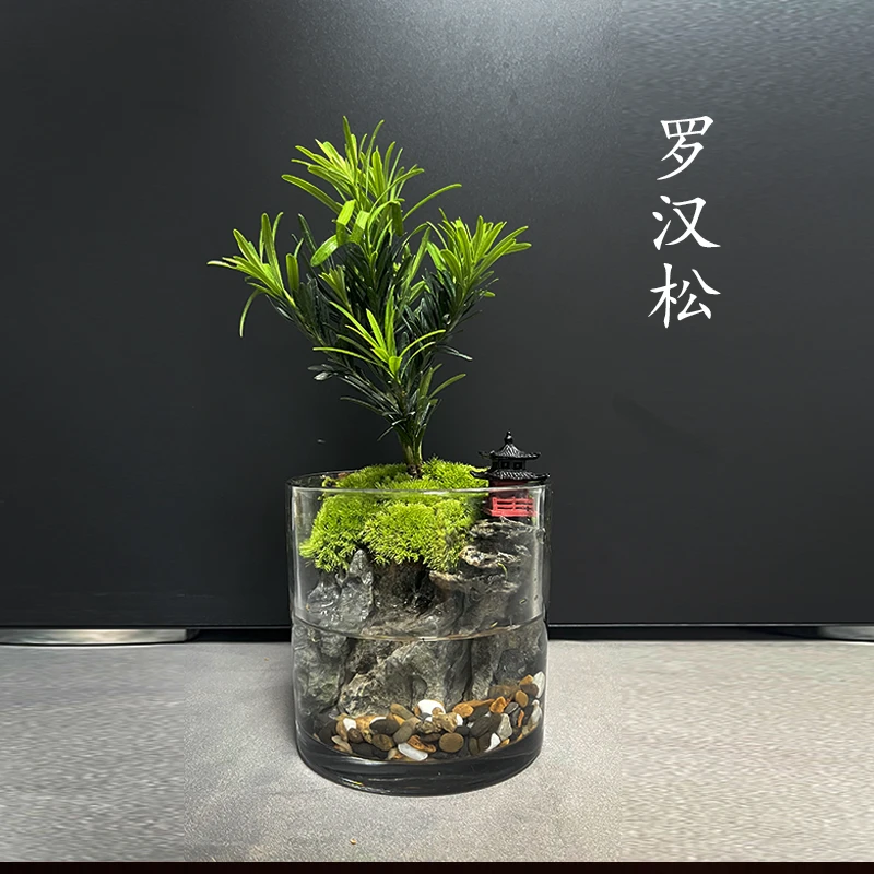 【罗汉松】青龙石景观养鱼桌面景观创意斗鱼缸苔藓懒人植物 12*12