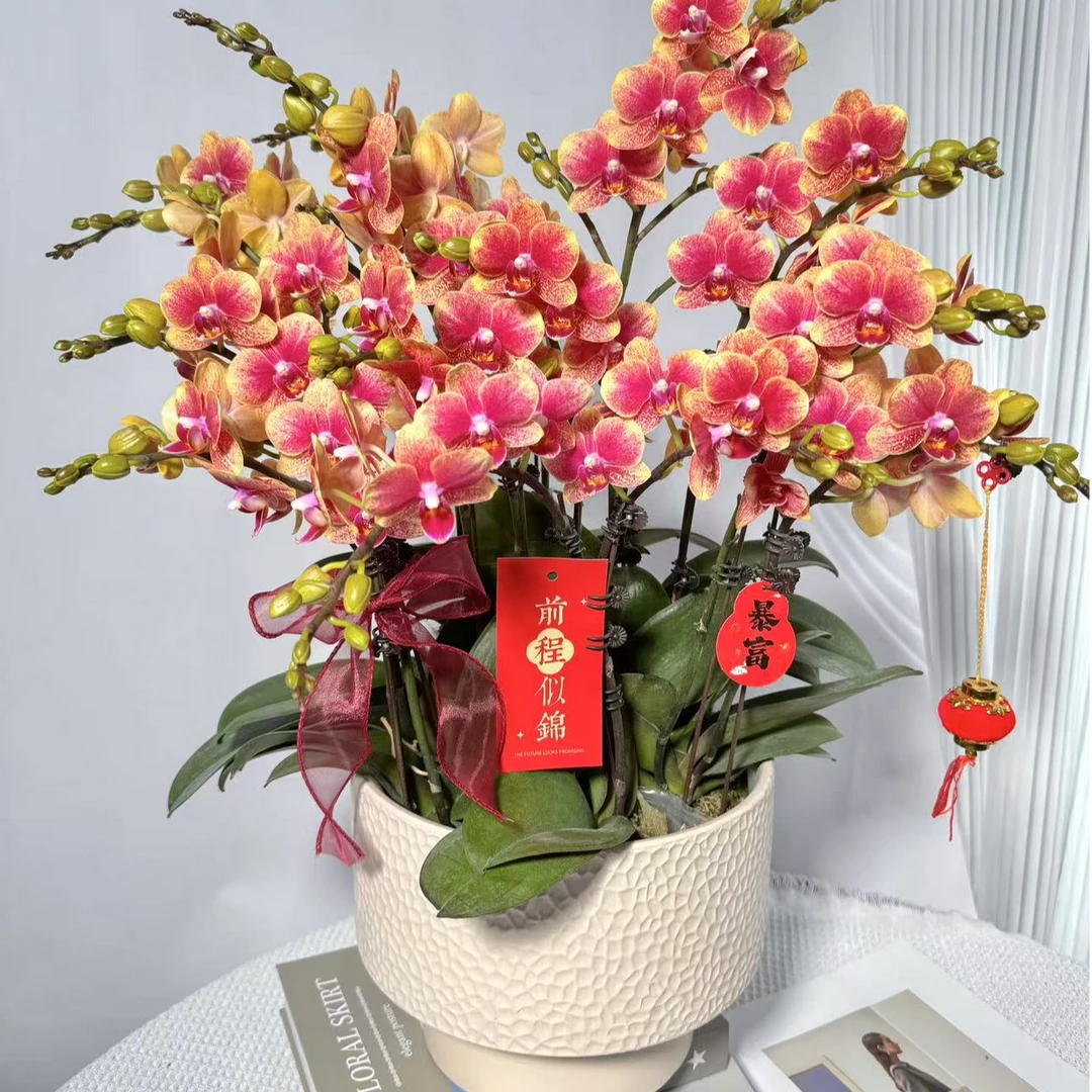 新品年宵花<金蝶>3.5寸年宵花 鲜花绿植 带花带花苞 送人送礼