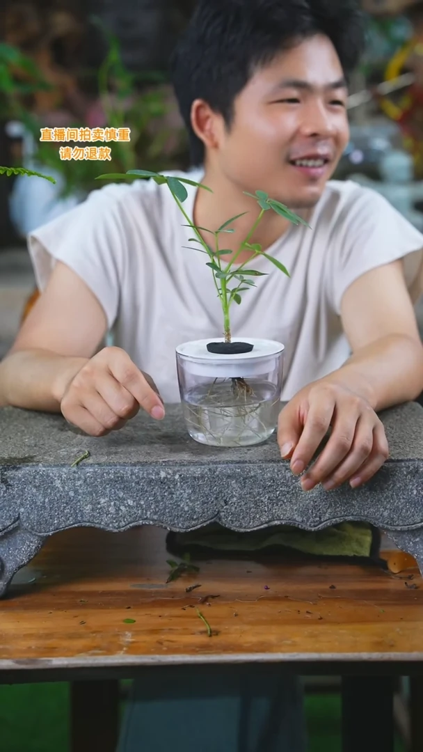 当前无花栽培后可以开花鸭脚木308