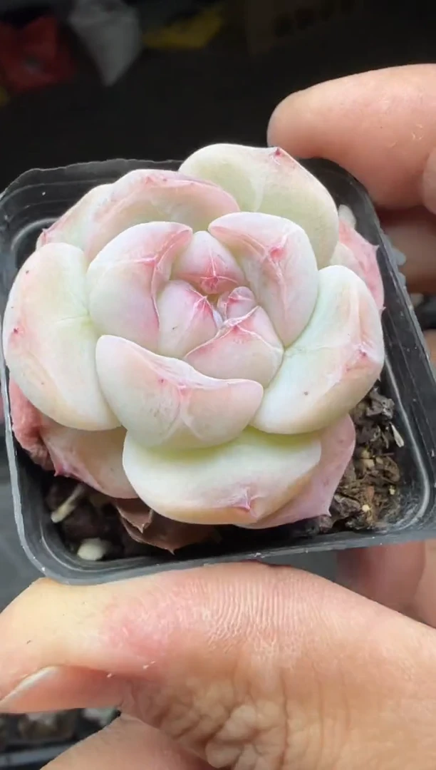 【闪购商品】一物一拍0120—156