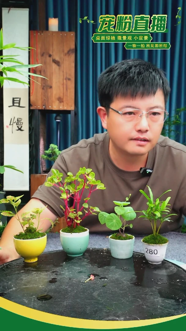 无花朵朱*嫂苔藓微景观280号