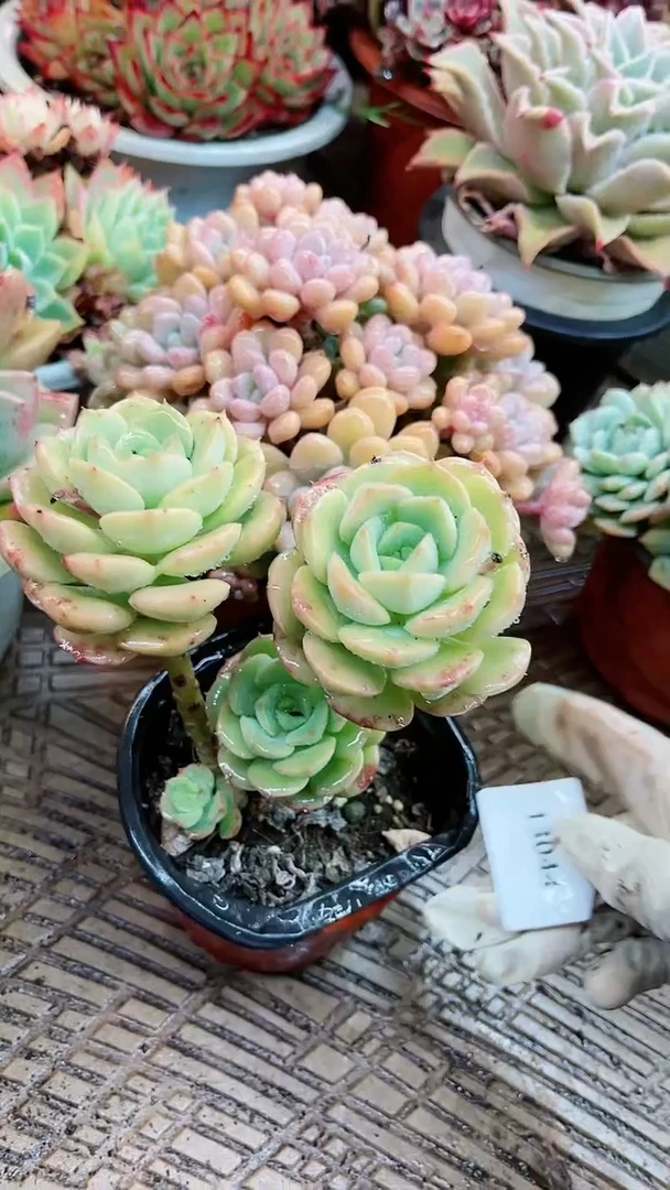 【闪购商品】13044