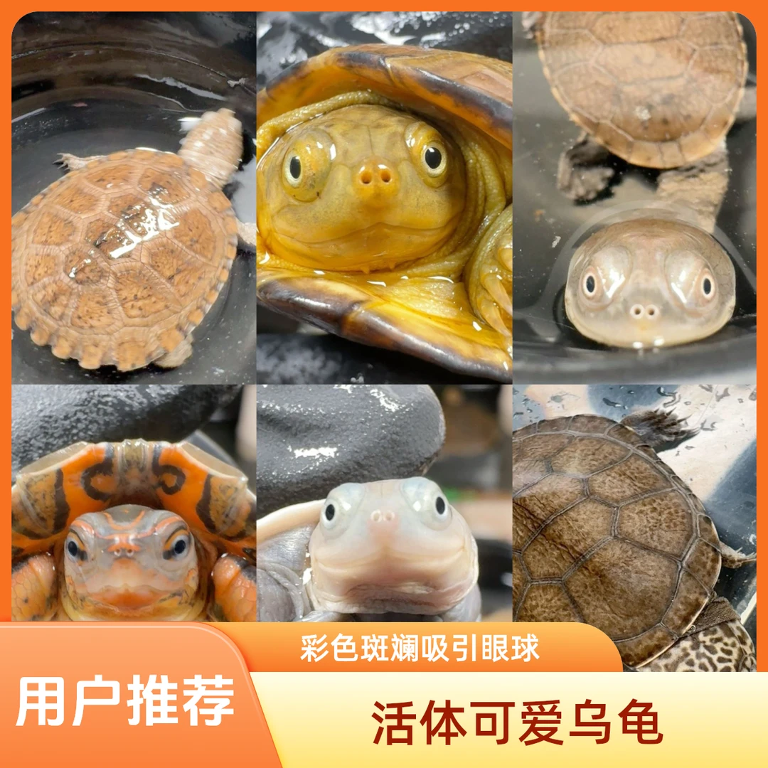 宠物龟直播选购圆奥棱背沼泽西非果核墨蛋剃刀麝香白唇龟
