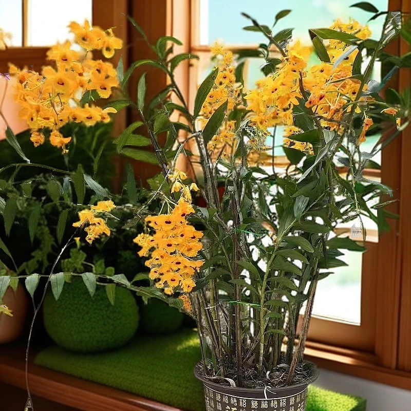 石斛兰花苗健康浓香室内外种植