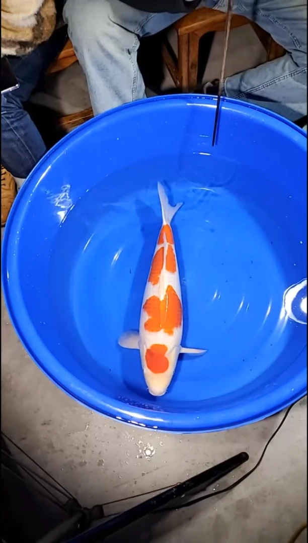 锦鲤【251122-21】 红白 57公分 母鱼 盛和