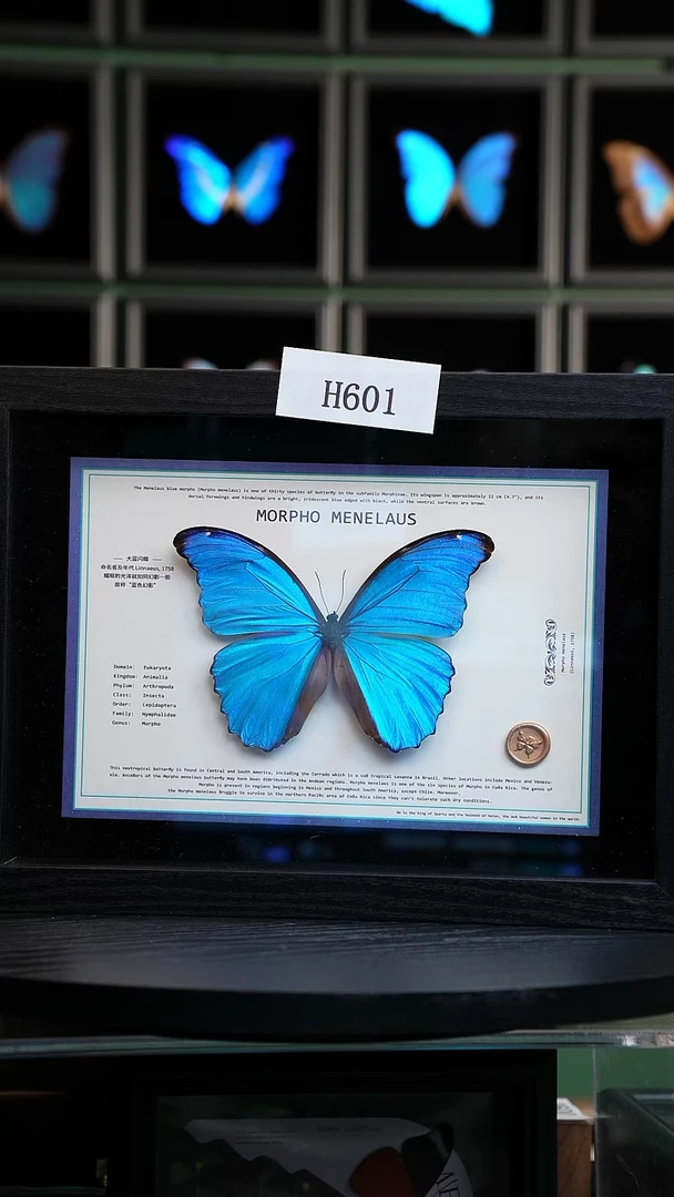 蝴蝶标本摆件竞拍大蓝闪蝶H601