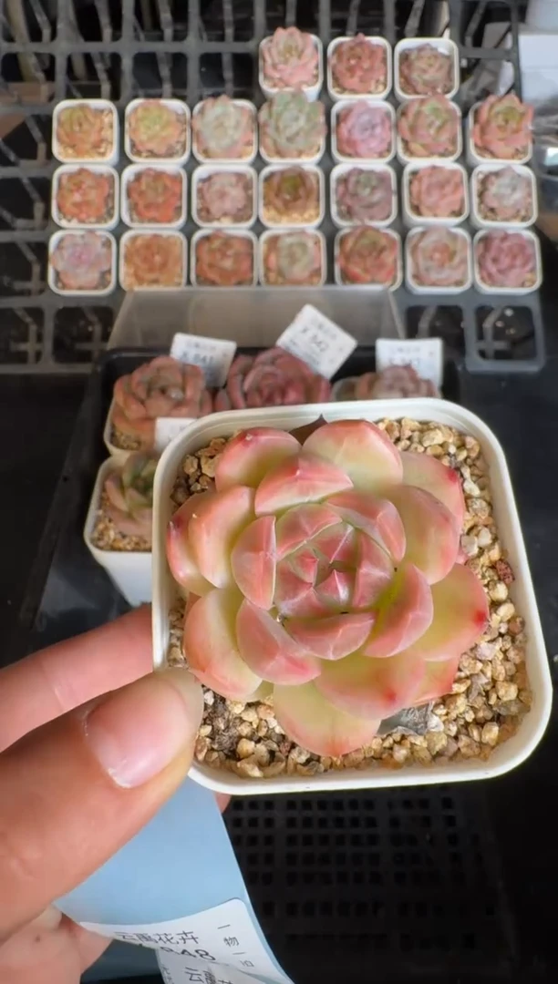 847X 珍妮多肉(6.5cm杯）一物一拍 带盆土发