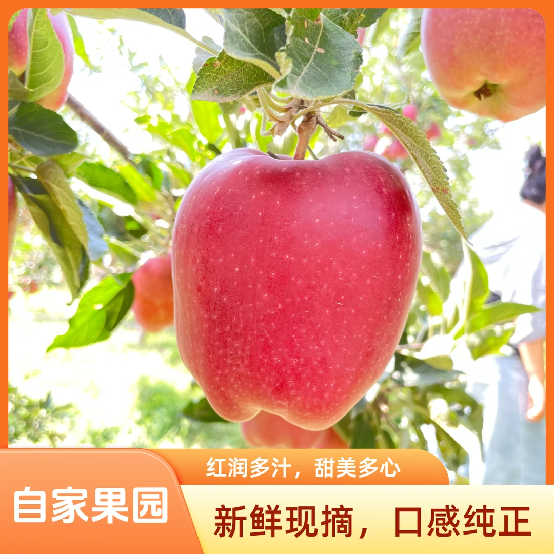 顺丰发货天水花牛现摘苹果当季新鲜脆甜多汁脆粉两吃