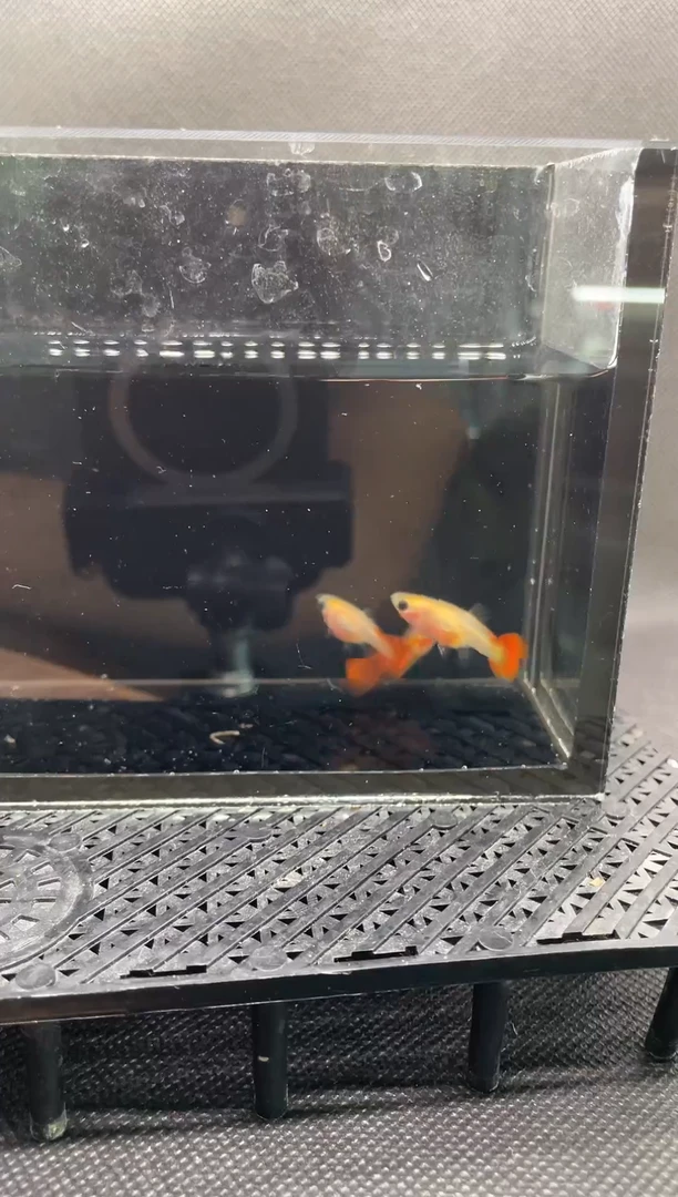 孔雀鱼银河琉璃一公两母 编号   5