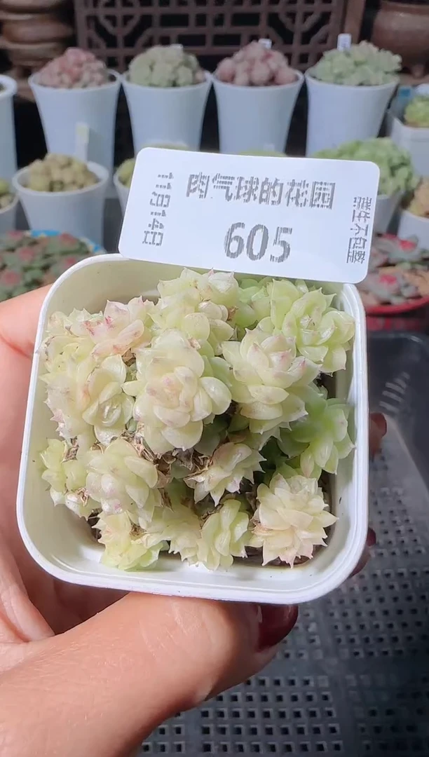 1114-605群生不包整