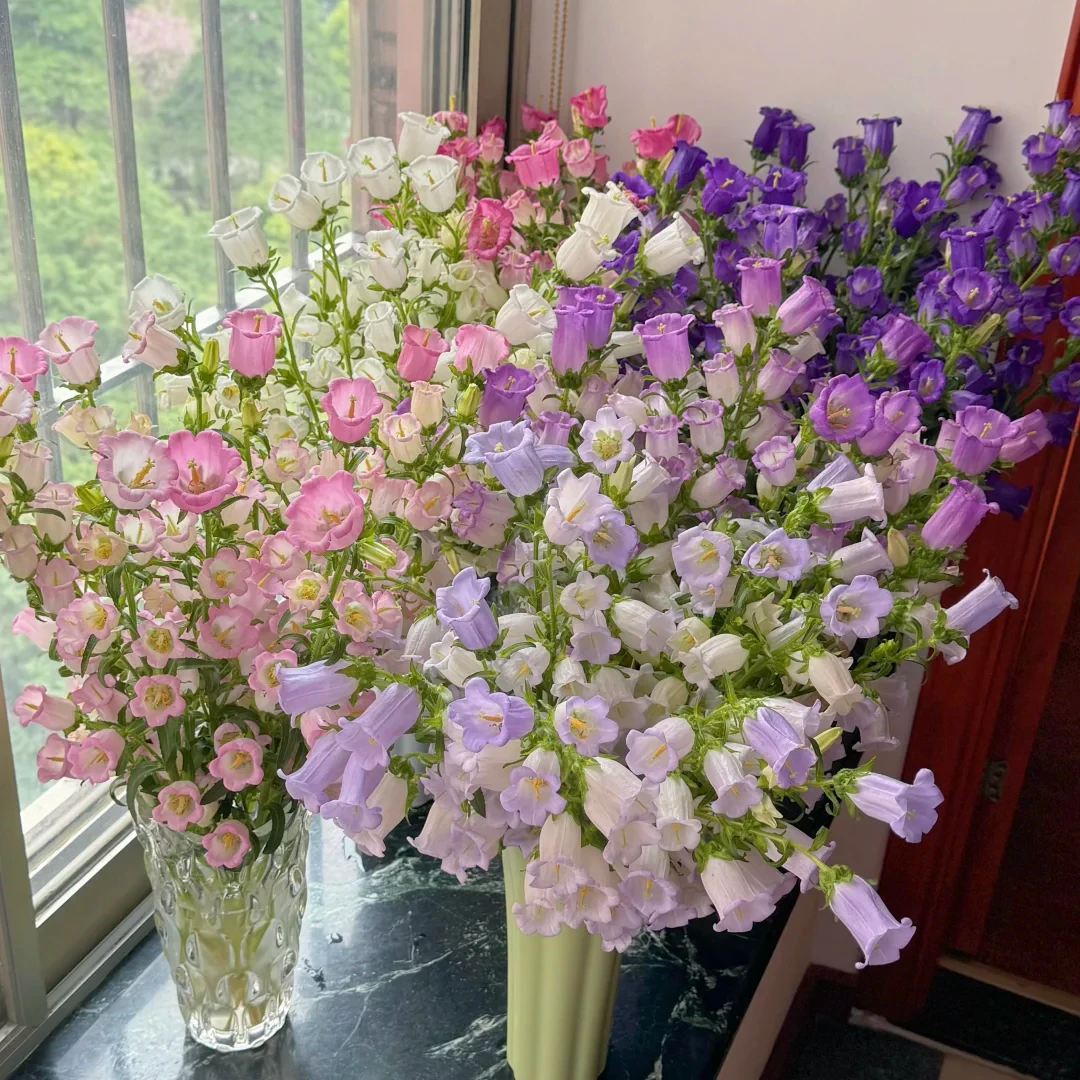 【风铃花】花期久云南鲜花直发家用任意两件包邮送货上门