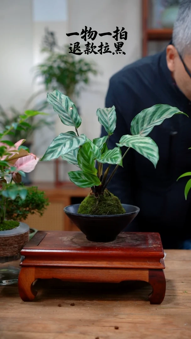 完全开放福**业74竹芋