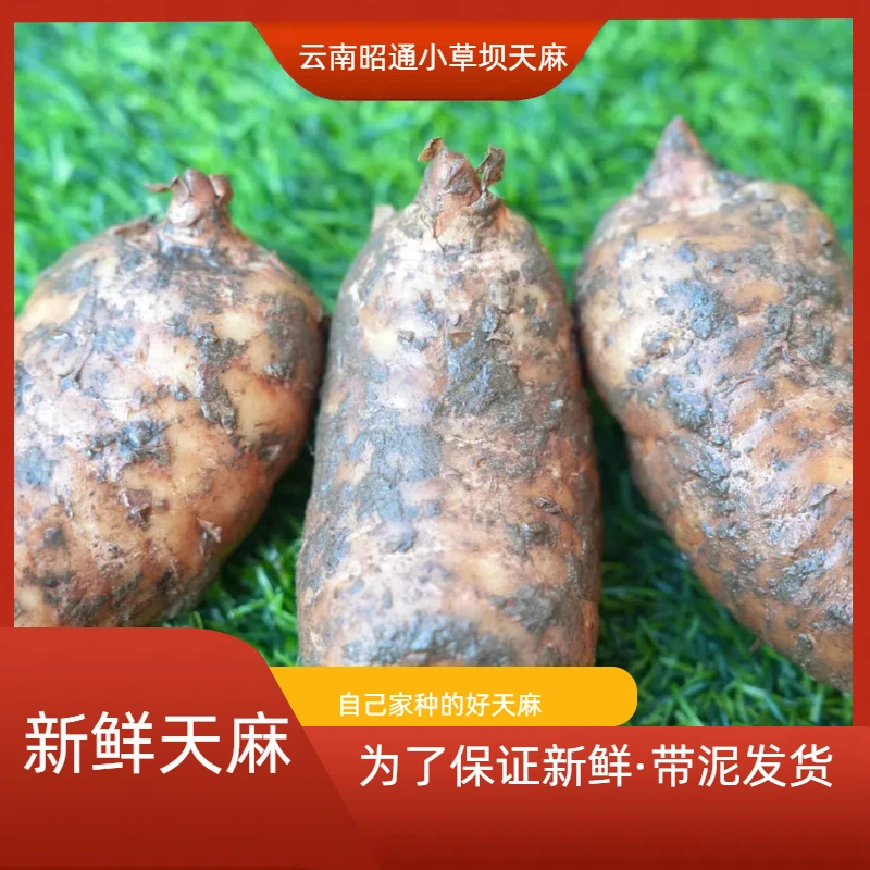 高山老品种【新鲜乌天麻】云南昭通彝良小草坝好煲汤泡酒炖肉老品种