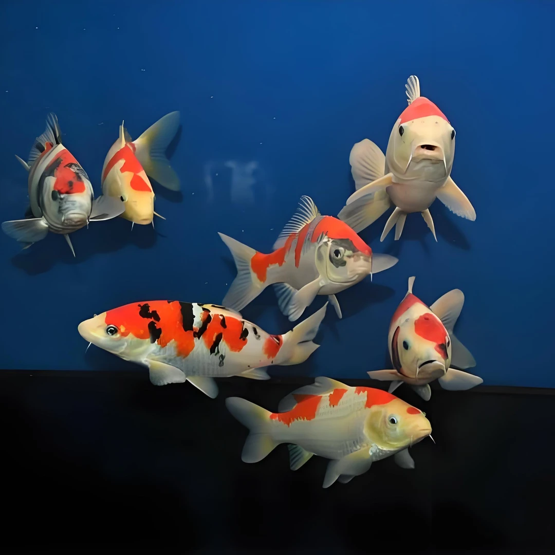 锦鲤观赏鱼渔场发货