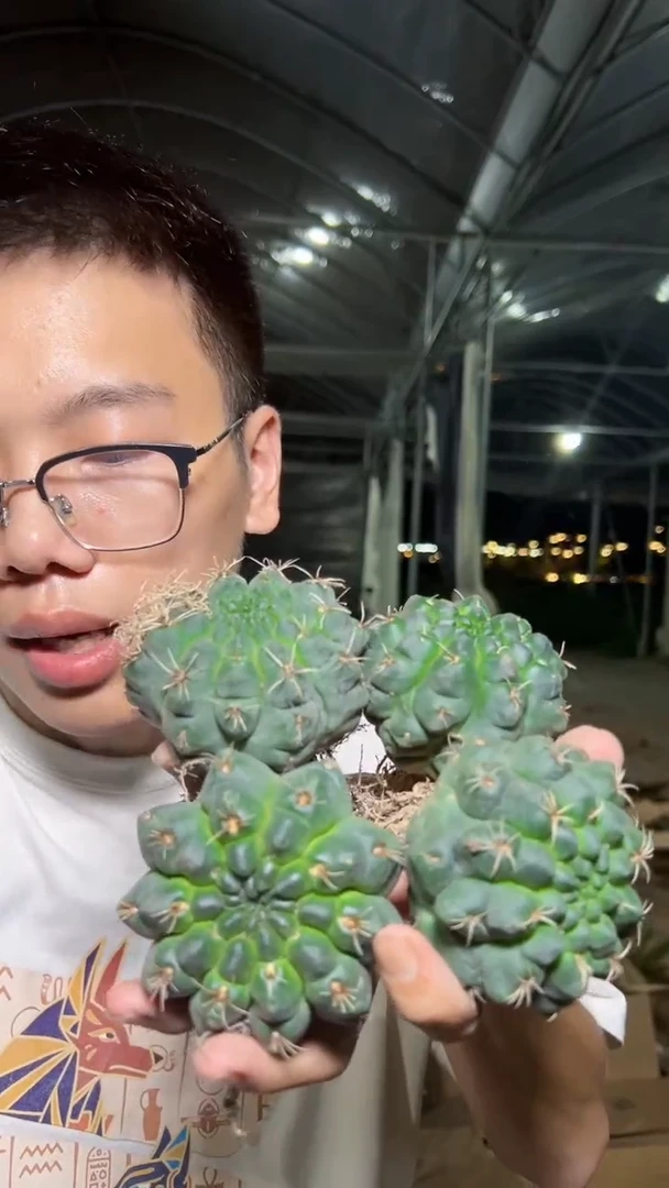 4颗 绯花玉 带根 4-6cm