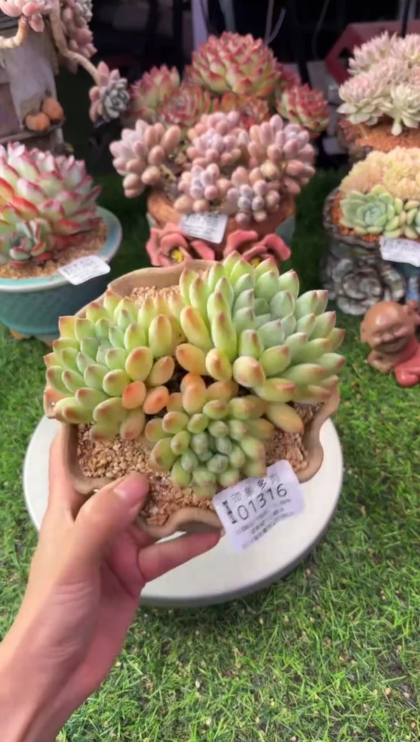 昆明印象多肉01316