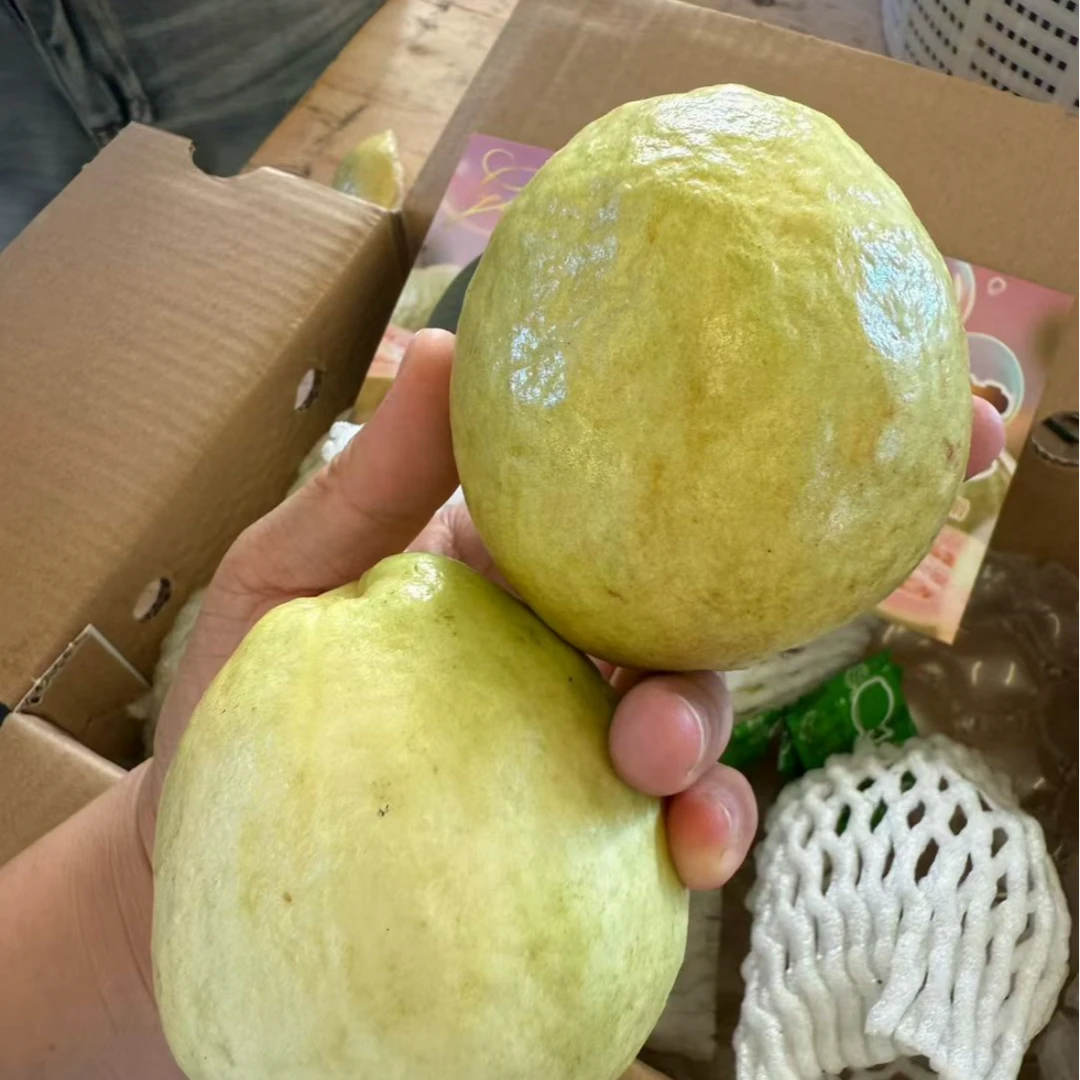 【姚姚专属】广东奶油芭乐 软糯白心 新鲜采摘 只发川渝