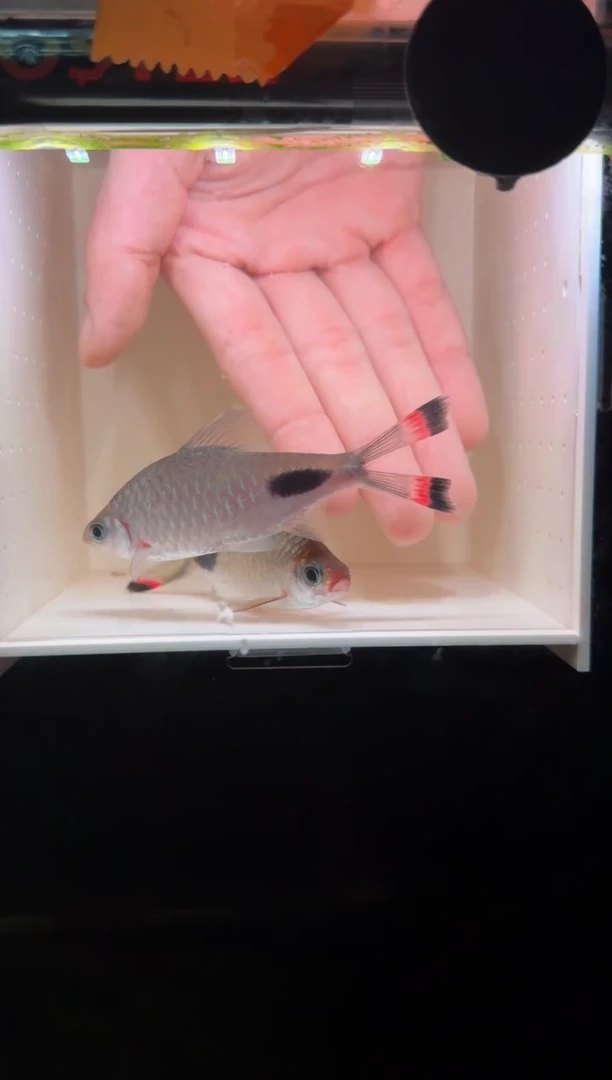 工具鱼红杂紫2222