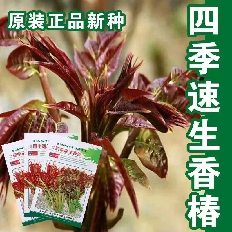 【全店满5元包邮】红油香椿种籽耐寒抗旱香椿树种子高产四季庭院