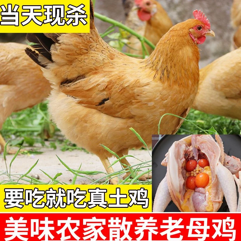 正宗农家散养1年三黄鸡土鸡新鲜老母鸡黄油老鸡月子鸡走地鸡