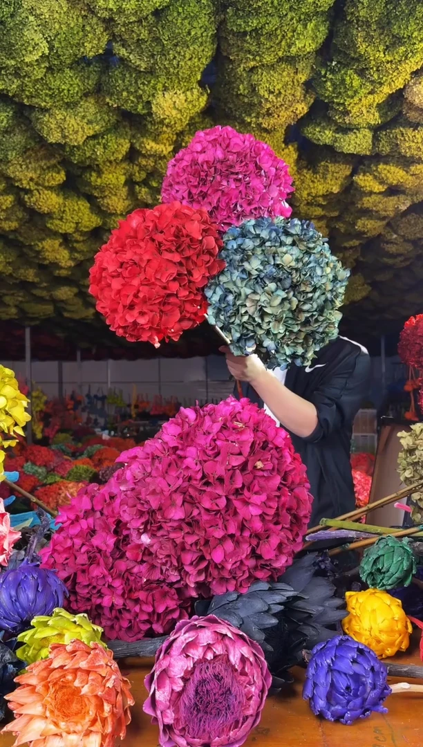 158  山前小麦 · 荷兰进口永生大叶绣球3枝（玫红/中国红/复古蓝）