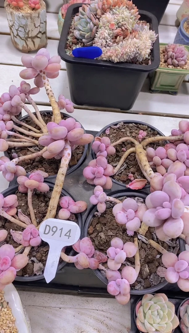 【闪购商品】D914-老桩桃蛋脱土发（量拍）