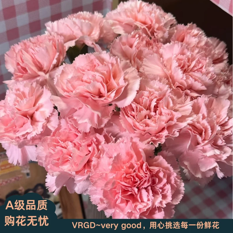 A级粉钻康乃馨粉色康乃馨母亲花VRGD臻选品质基地直发顺丰包邮