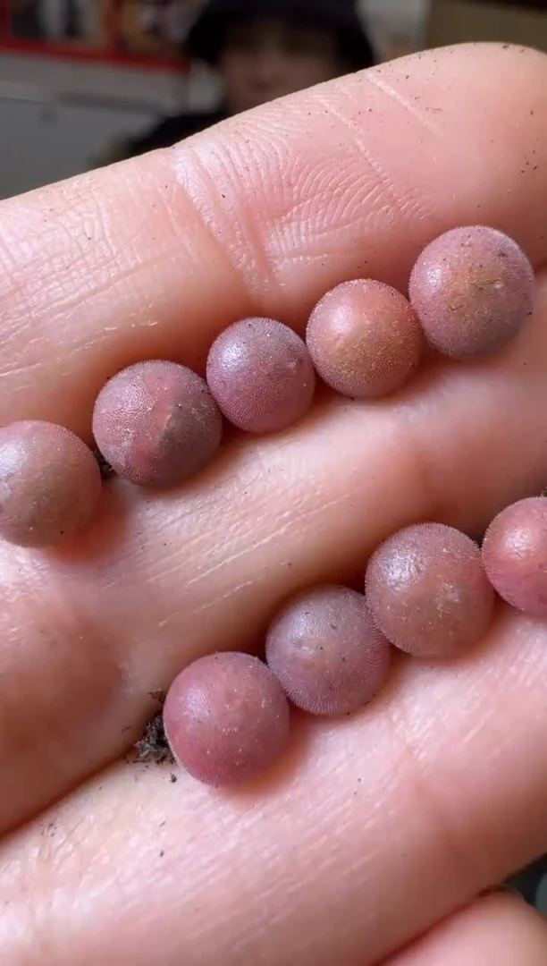 【闪购商品】6-4优选粉空蝉一颗