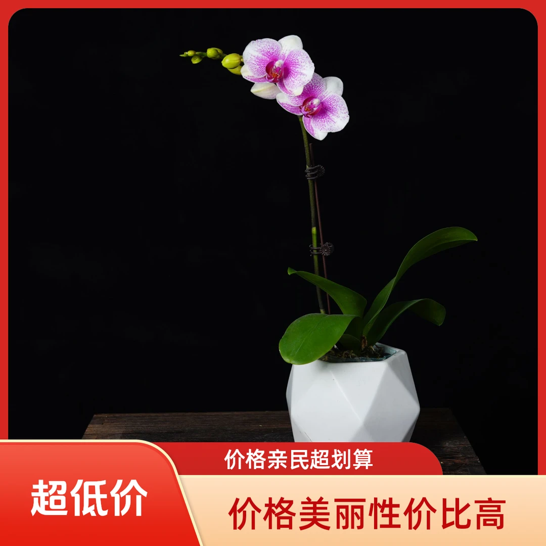 悠花里蝴蝶兰（丽莎）带花带花苞花苞株发货