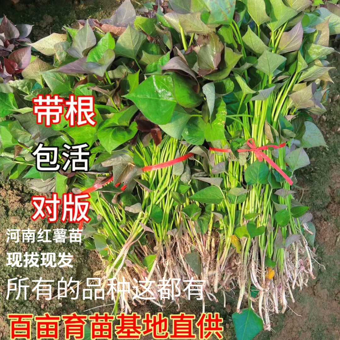 河南西瓜红薯苗红皮红心蜜薯苗脱毒原种红薯秧苗商薯19白心板栗薯