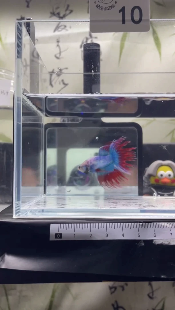 斗鱼泰国精品斗鱼A10
