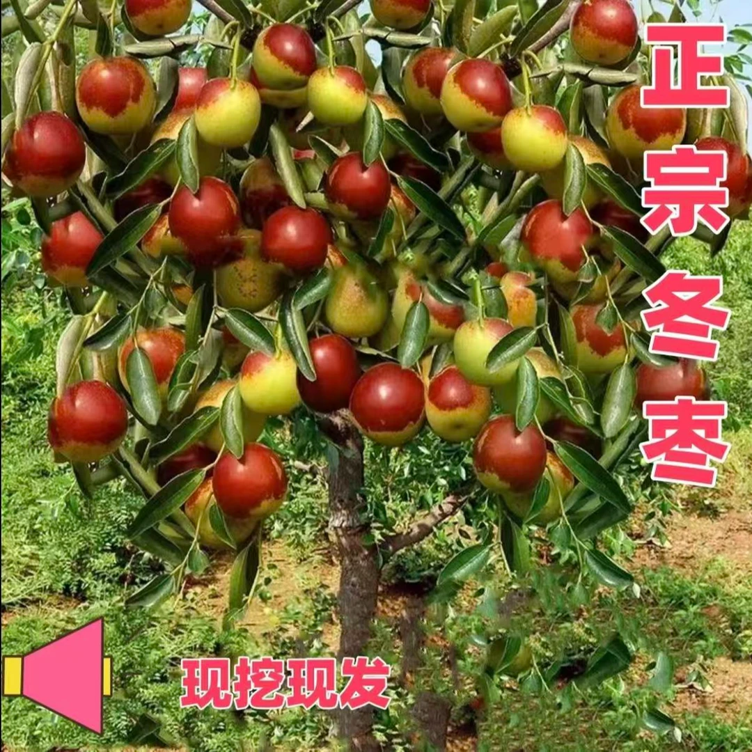 正宗冬枣树苗 冰糖脆甜冬枣南方北方阳台庭院盆栽地栽 枣树果树苗