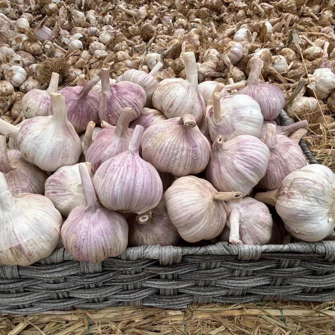 邳州紫白皮晒干独头农家香蒜