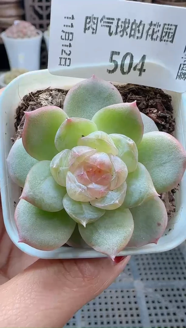 1112-504若梦（群生不包整）