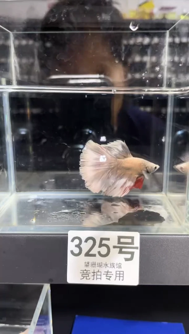 斗鱼泰国斗鱼竞拍325