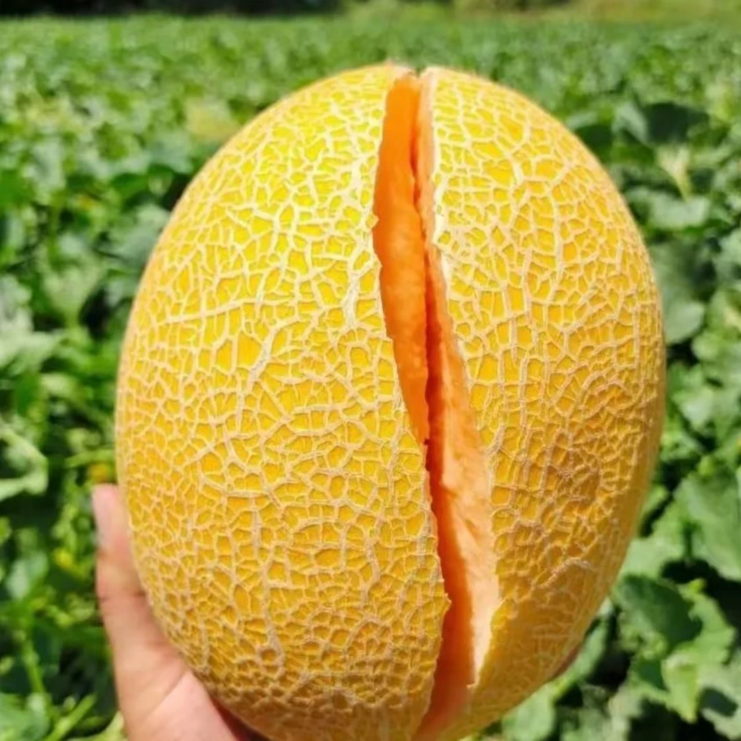 HH【顺丰次日达】正宗新疆金色年华至爱黄金哈密瓜当季头茬哈密瓜脆甜新疆维吾尔自治区