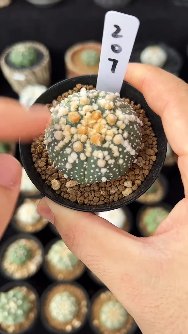 用****1花园实生根星兜编码207