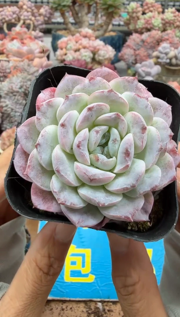 东云多肉园二店-493