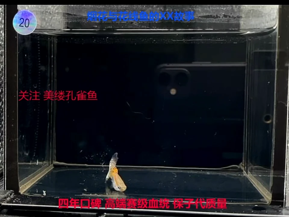 孔雀鱼花线红紫草2对